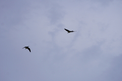 Threskiornis spinicollis