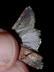 Spodoptera mauritia