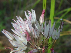 Allium moschatum
