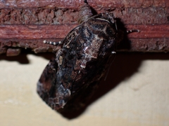 Spodoptera mauritia