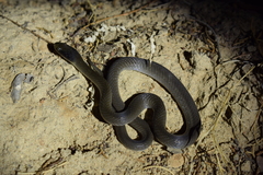 Crotaphopeltis hotamboeia