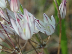 Allium moschatum