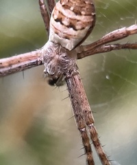 Argiope keyserlingi