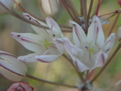 Allium moschatum