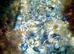 Stigmatopora nigra