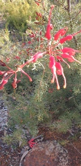 Grevillea wilsonii