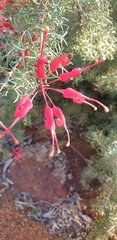 Grevillea wilsonii