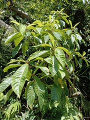 Saurauia tristyla