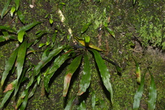 Loxogramme dictyopteris