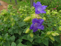 Strobilanthes sessilis