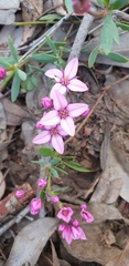 Boronia fastigiata