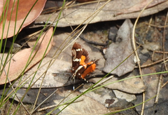 Hecatesia fenestrata