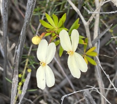 Stylidium galioides