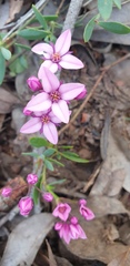 Boronia fastigiata