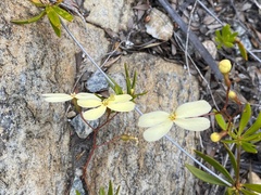 Stylidium galioides