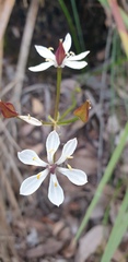 Burchardia congesta