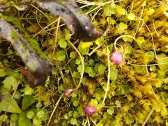 Lobelia angulata