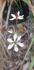 Burchardia congesta