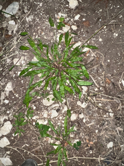Paspalum langei