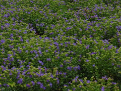 Strobilanthes sessilis