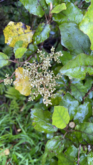 Brachyglottis repanda