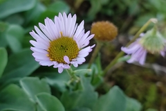 Erigeron glaucus