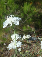 Scabiosa praemontana