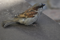 Passer domesticus