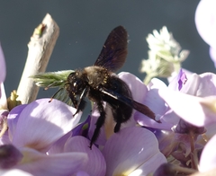 Xylocopa violacea