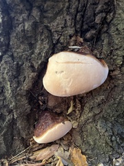 Ganoderma resinaceum