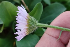 Erigeron glaucus