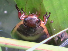 Cybister lateralimarginalis