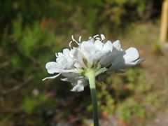 Scabiosa praemontana