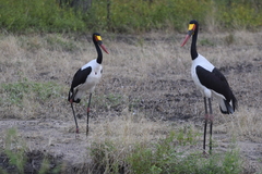 Ephippiorhynchus senegalensis