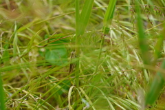 Austracris guttulosa