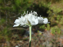 Scabiosa praemontana