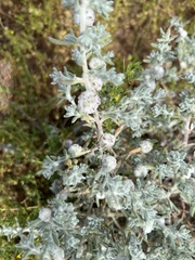 Dissocarpus paradoxus