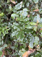Quercus semecarpifolia