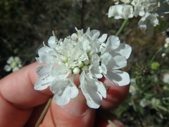 Scabiosa praemontana