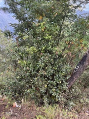 Quercus semecarpifolia