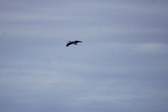 Threskiornis spinicollis