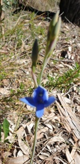 Thelymitra crinita