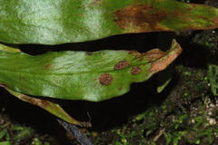 Loxogramme dictyopteris