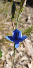 Thelymitra crinita