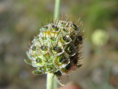Scabiosa praemontana