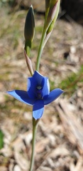 Thelymitra crinita