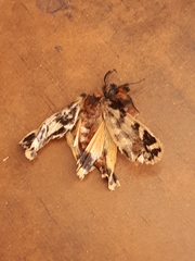 Ardices curvata