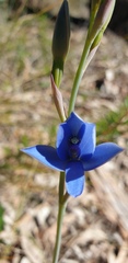 Thelymitra crinita