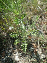 Scabiosa praemontana