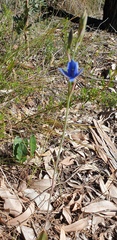 Thelymitra crinita